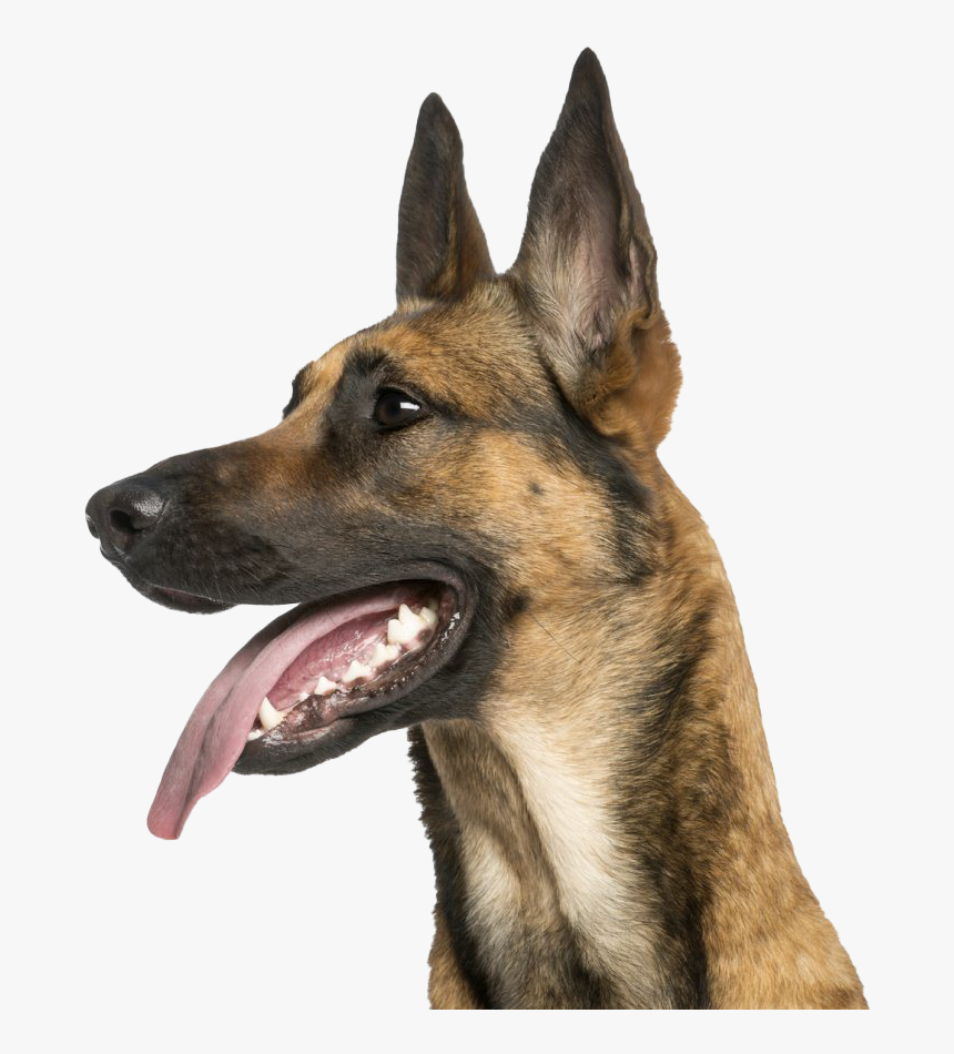 German Shepherd Dog Png Images - German Shepherd Teacup Dog, Transparent Png