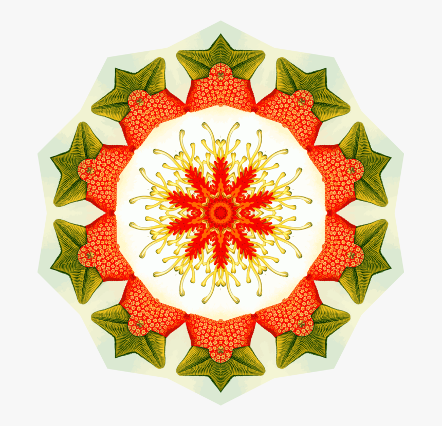 Christmas Ornament,flower,floral Design - Flower, HD Png Download