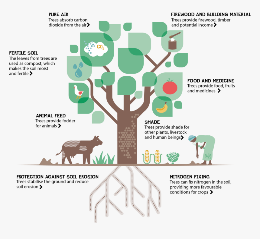 Vad Ger Träd Oss, HD Png Download