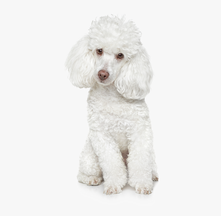 Poodle, HD Png Download