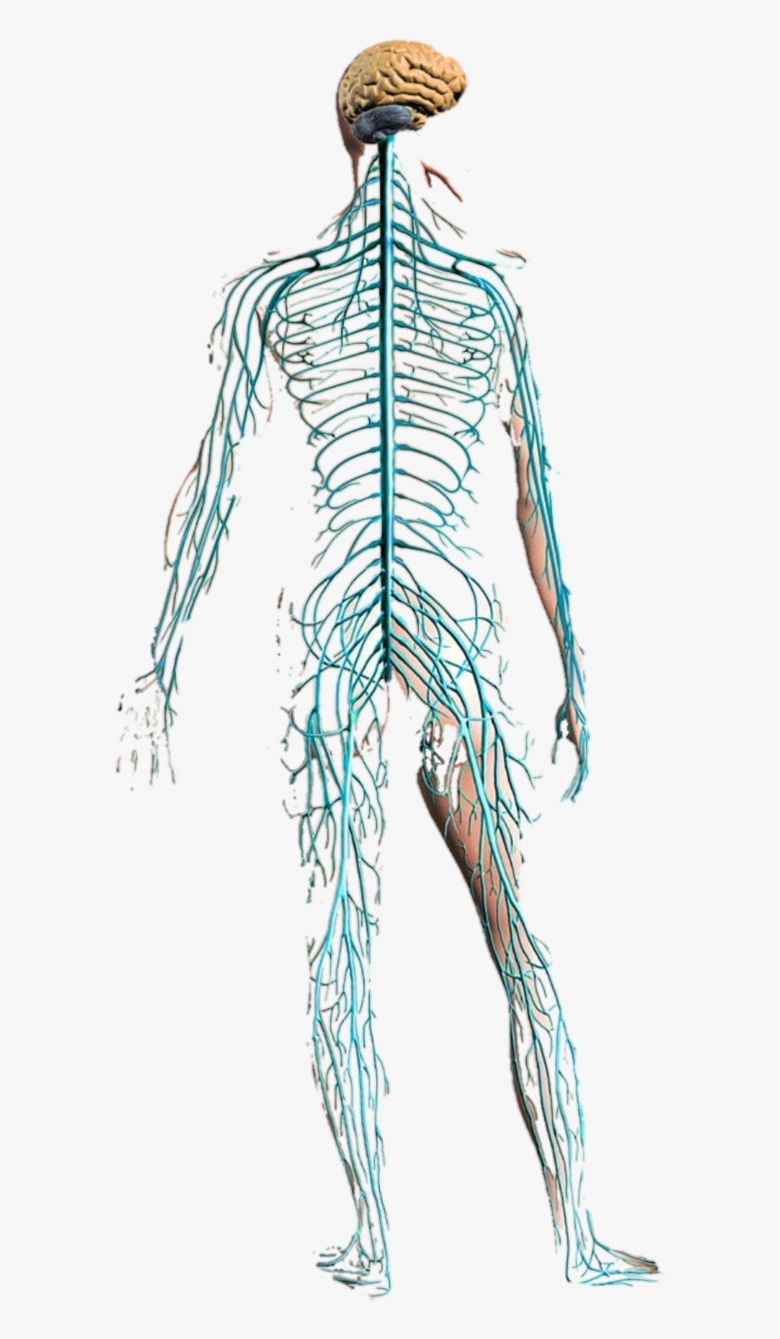 Physio Training With Gravity, HD Png Download