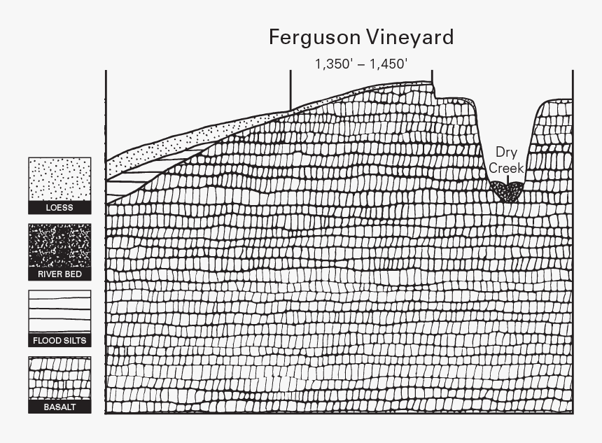 Estate Ferguson Vineyard Illustration - Line Art, HD Png Download