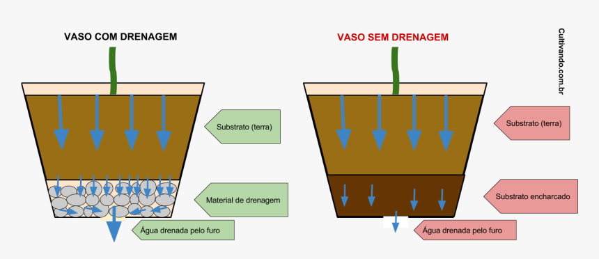 Drenagem Plantas, HD Png Download