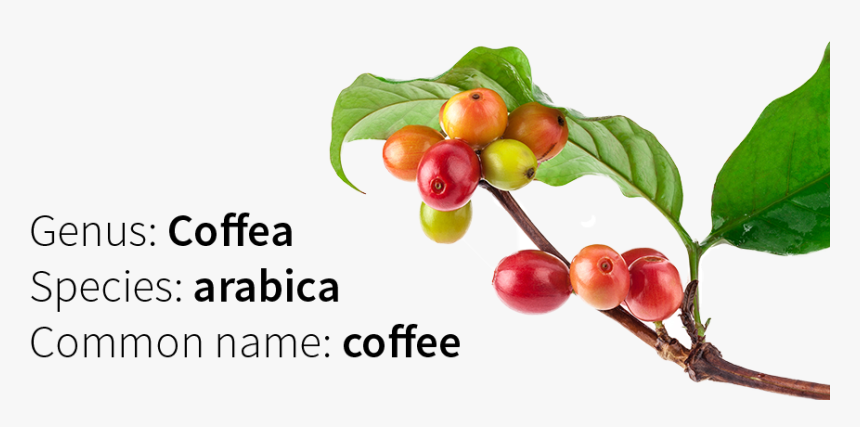 Depositphotos 25733825 Reduced Horz - Coffea Arabica Png, Transparent Png