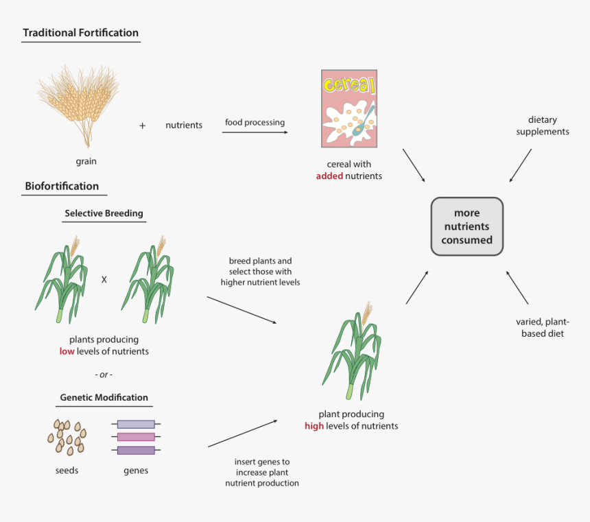 Scientists Instead Turned To Genetic Modification To - Selective Breeding Plant, HD Png Download