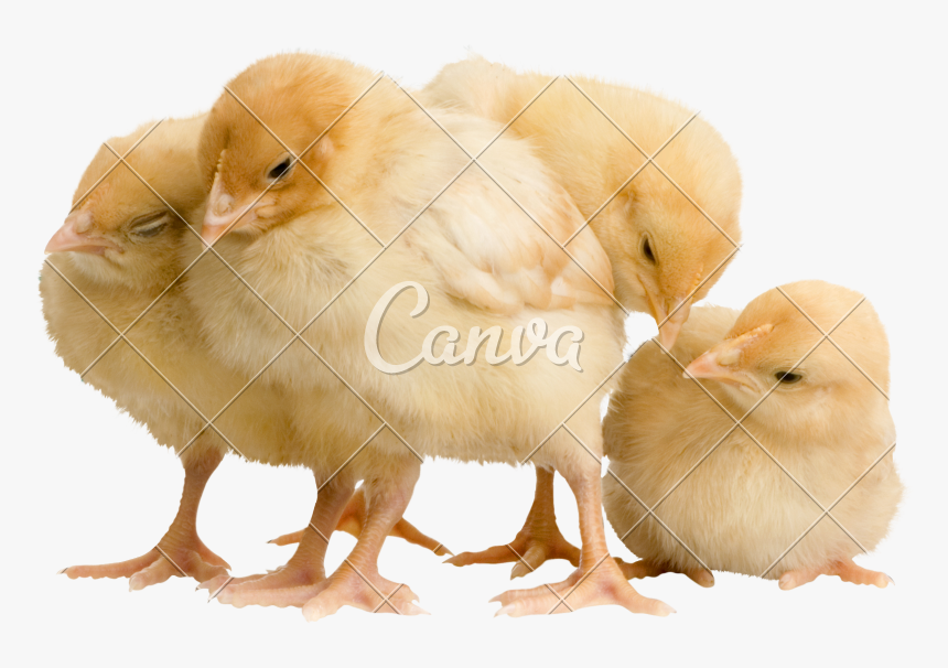 Chicken, HD Png Download