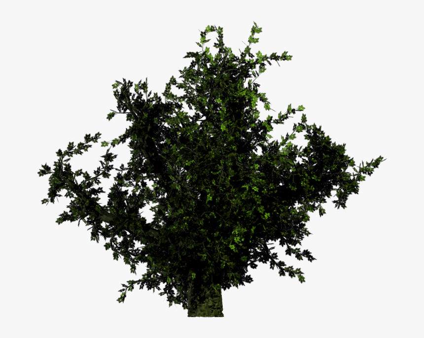 Forest Trees Png Transparent, Png Download