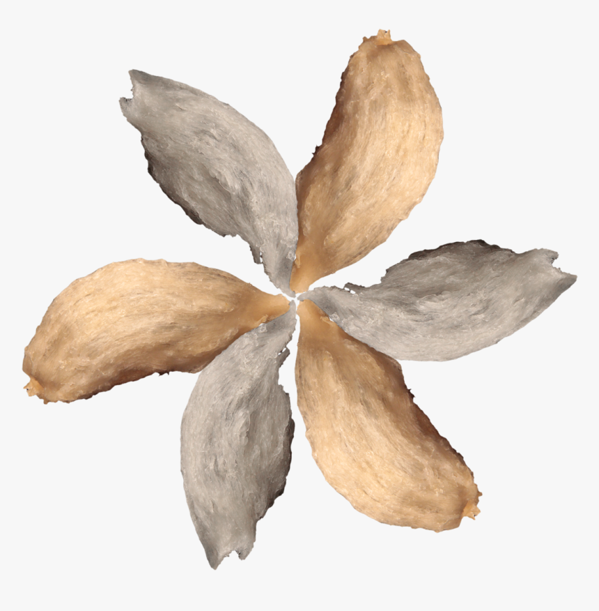 - Post Oak , Png Download - Illustration, Transparent Png
