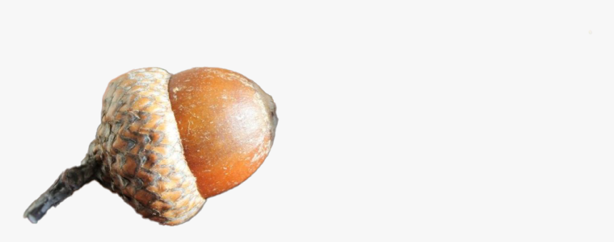 Oak Nut Png Transparent Image - Gourd, Png Download