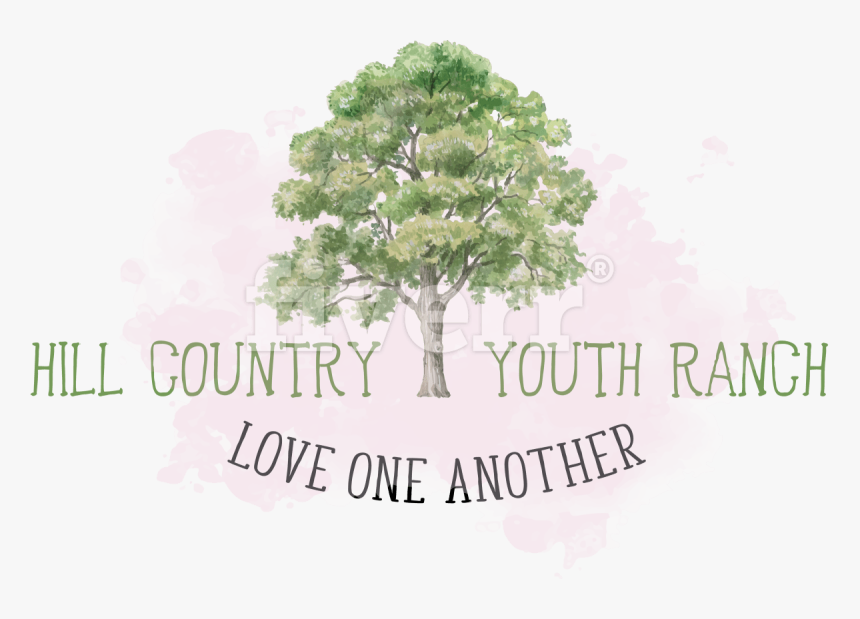 Illustration Showing Shape Of Quercus Ilex (1200x809), - Color Oak Tree Drawing, HD Png Download