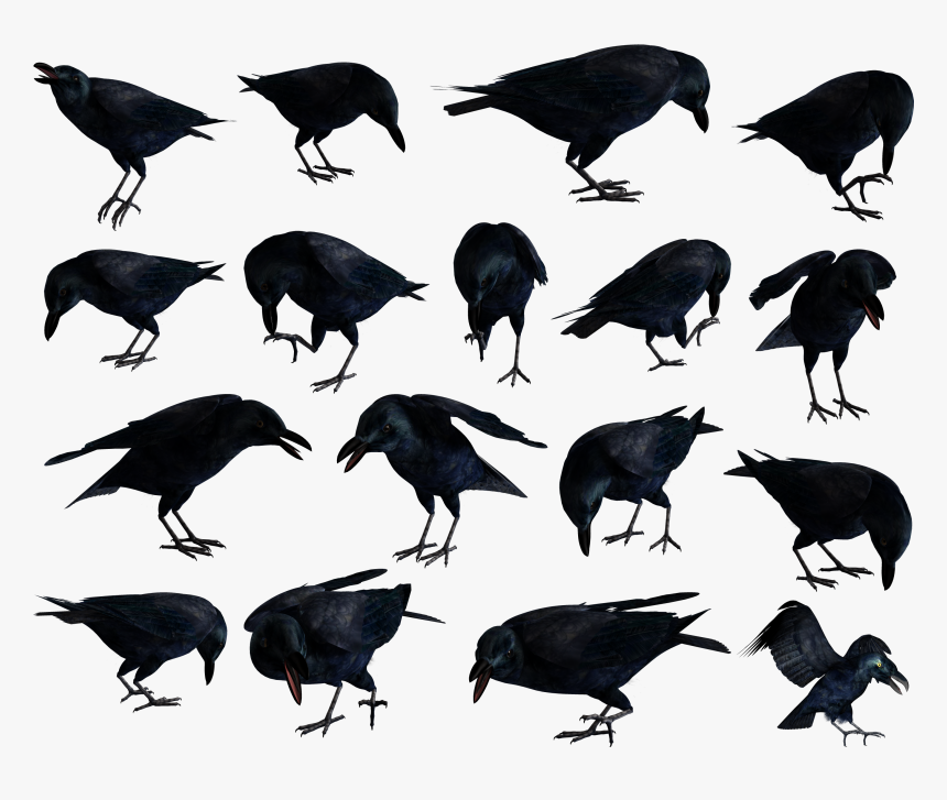 Raven Png - Common Raven, Transparent Png
