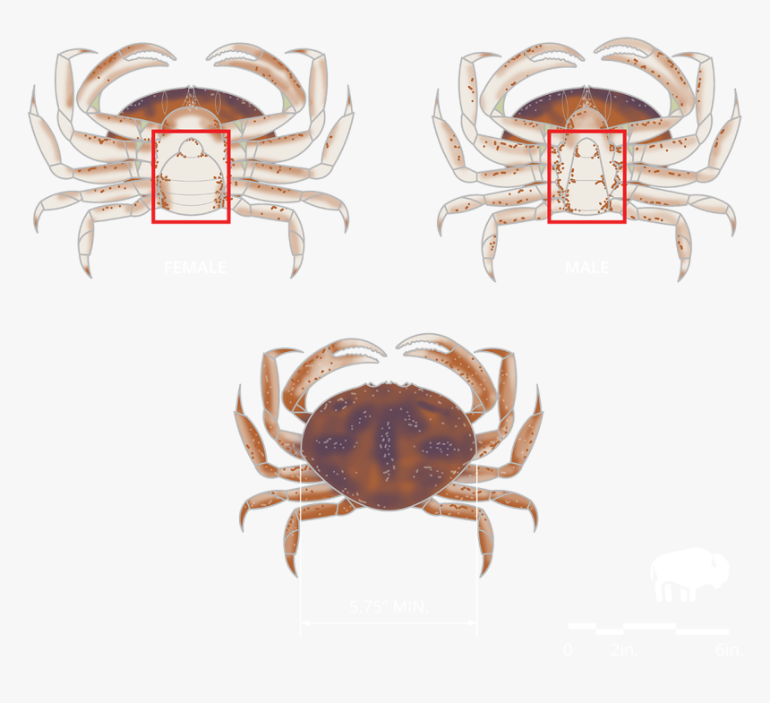 Oregon Crabbing Regulations, HD Png Download