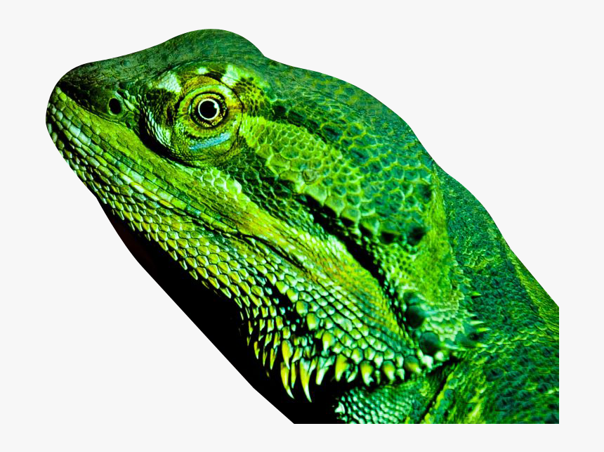 Dragon Lizard Transparent - Lizard, HD Png Download