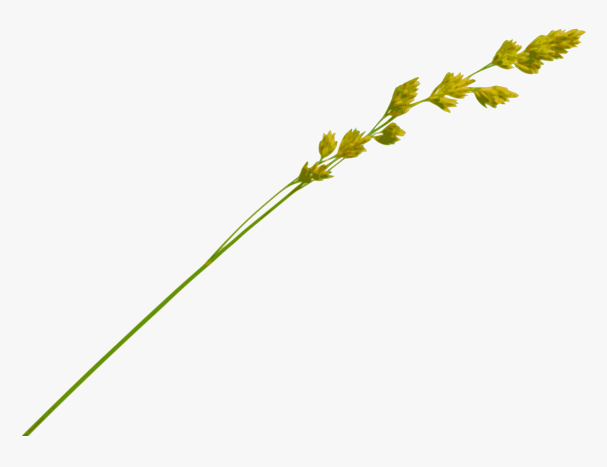 Grass Straw Png - Hay Straw Png, Transparent Png