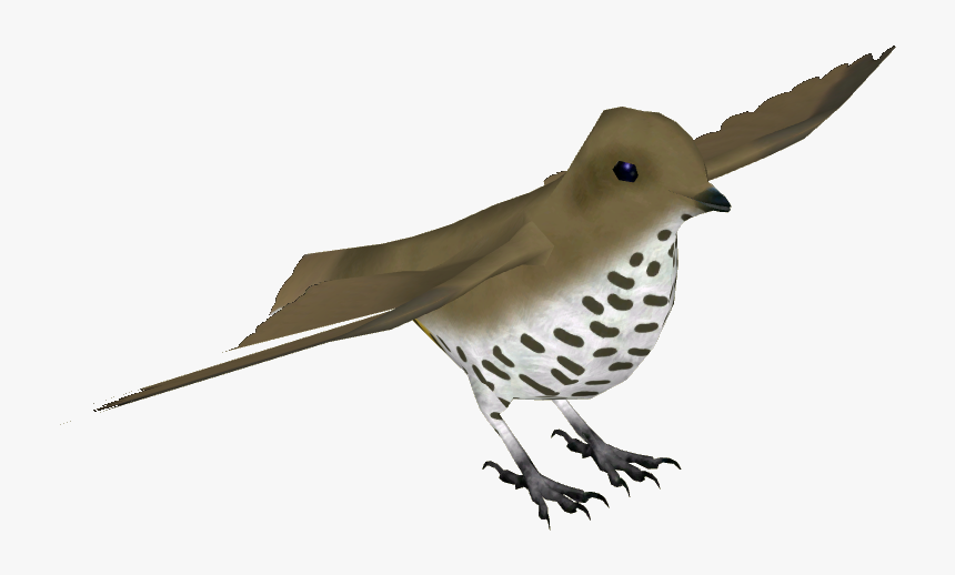 King Of Saxony Bird Of Paradise F - Northern Flicker, HD Png Download