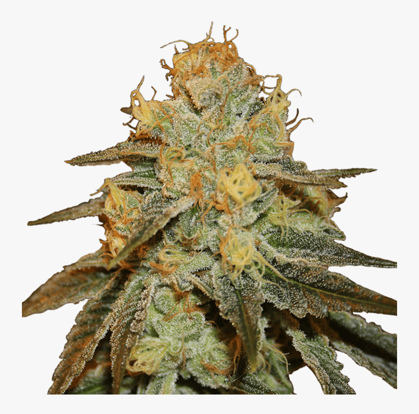 Bruce Banner Marijuana Plant, HD Png Download