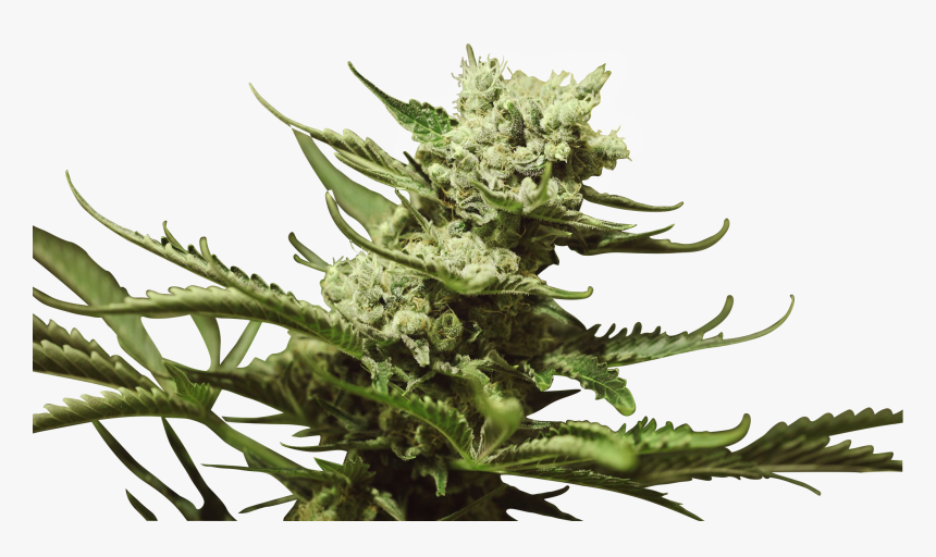 Bruce Banner Iii - Flower, HD Png Download