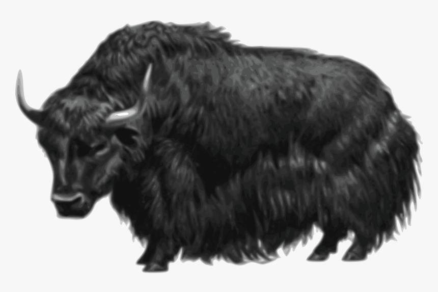 28 Collection Of Yak Clipart Png - Yak Png, Transparent Png