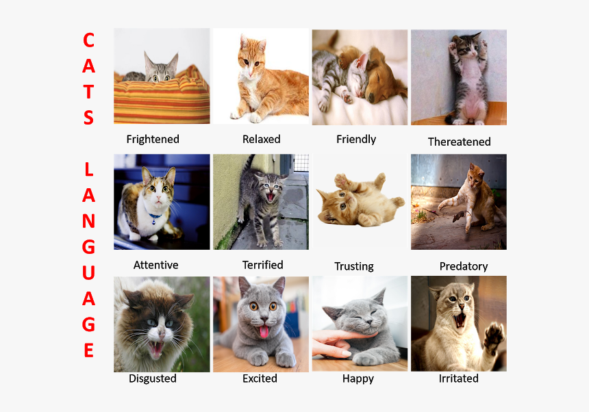 Transparent Screaming Cat Png - Paw, Png Download