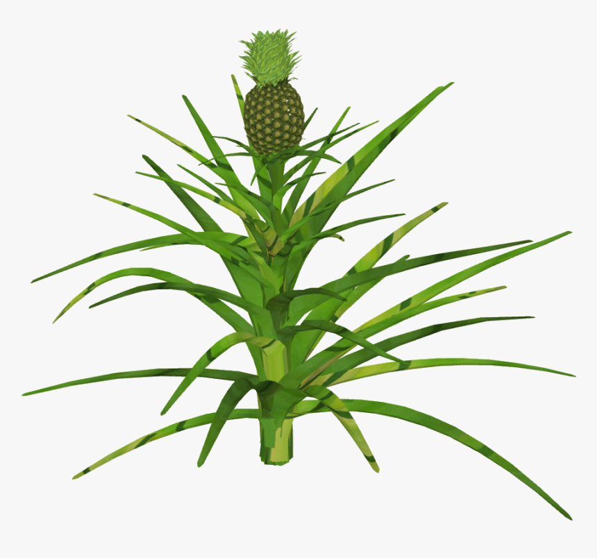 Pineapple, HD Png Download
