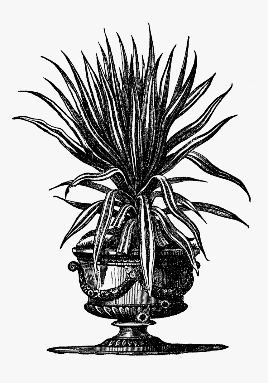 Victorian Clipart Plants, HD Png Download