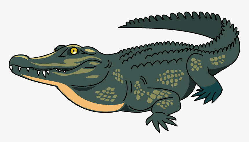 American Crocodile, HD Png Download
