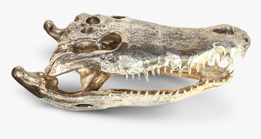 American Crocodile, HD Png Download