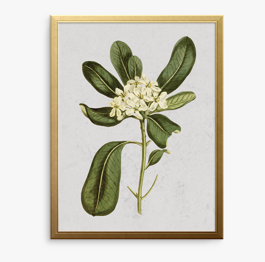 Glossy Leaved Pittosporum Art Print - Decal, HD Png Download