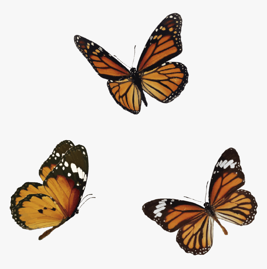 Butterfly, HD Png Download