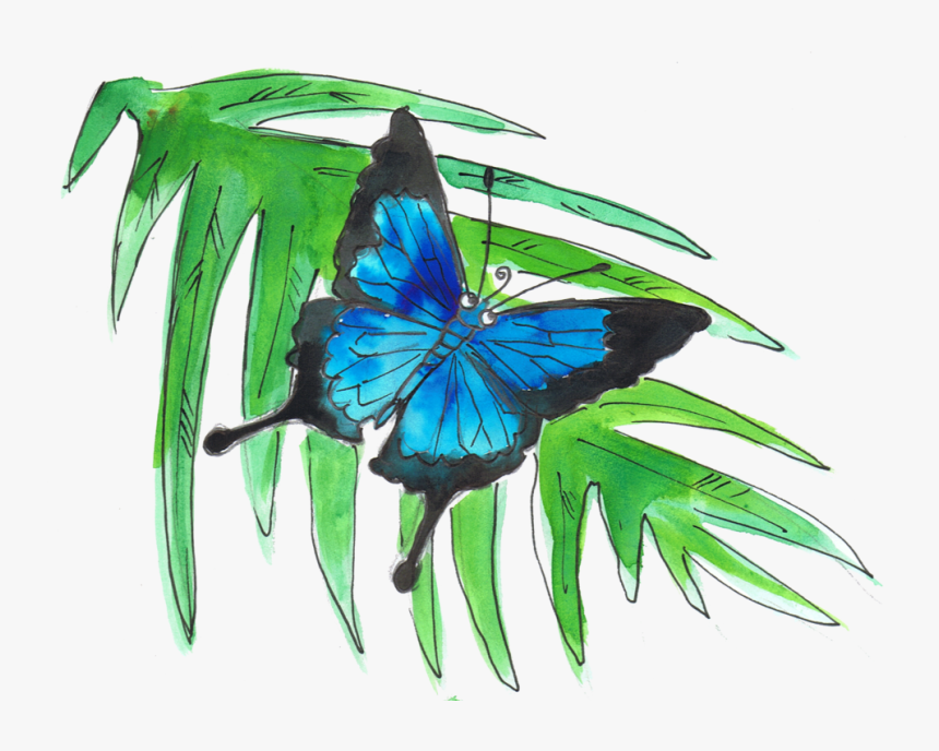 Ulysses Butterfly - Swallowtail Butterfly, HD Png Download
