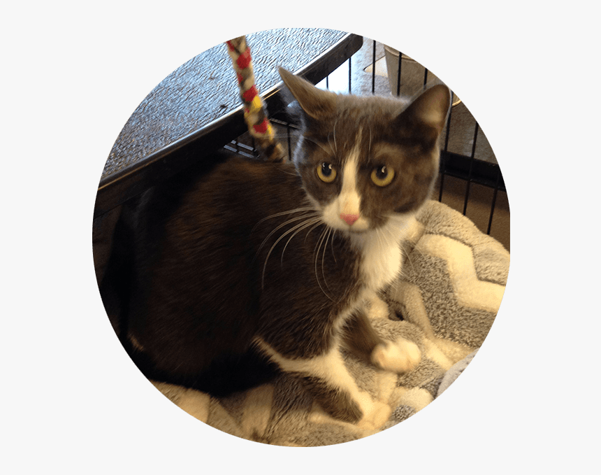 Mable/jiumi - Domestic Short-haired Cat, HD Png Download