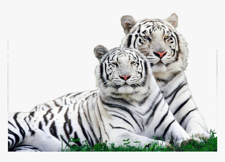 White Tiger Safari Logo , Png Download - White Tiger, Transparent Png