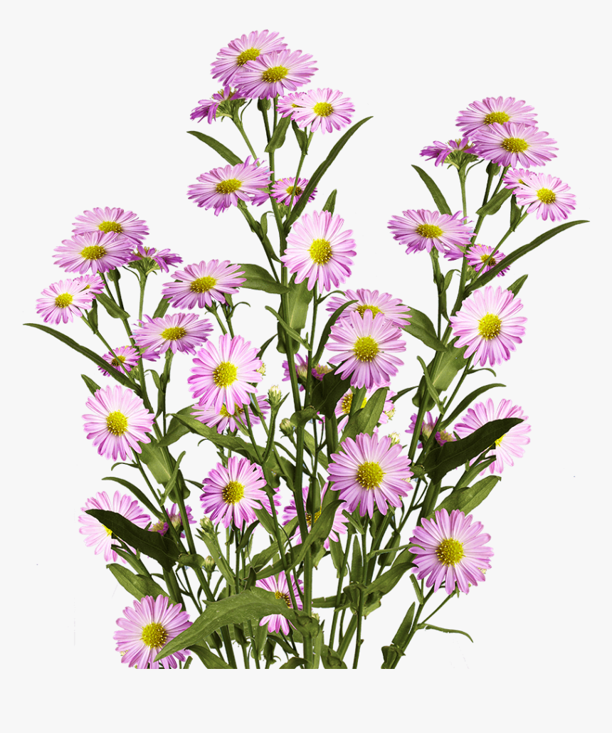 Beautiful Pink Aster Flowers - Alpine Aster, HD Png Download