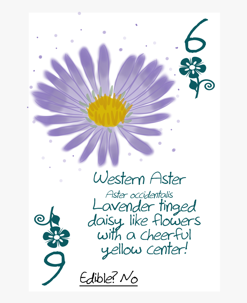 Daisy, HD Png Download