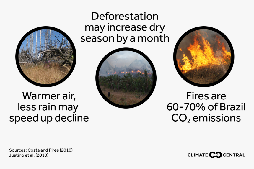 Jpg • Transparent Png - Tree, Png Download
