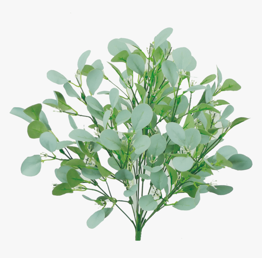 18 - Bay Laurel, HD Png Download