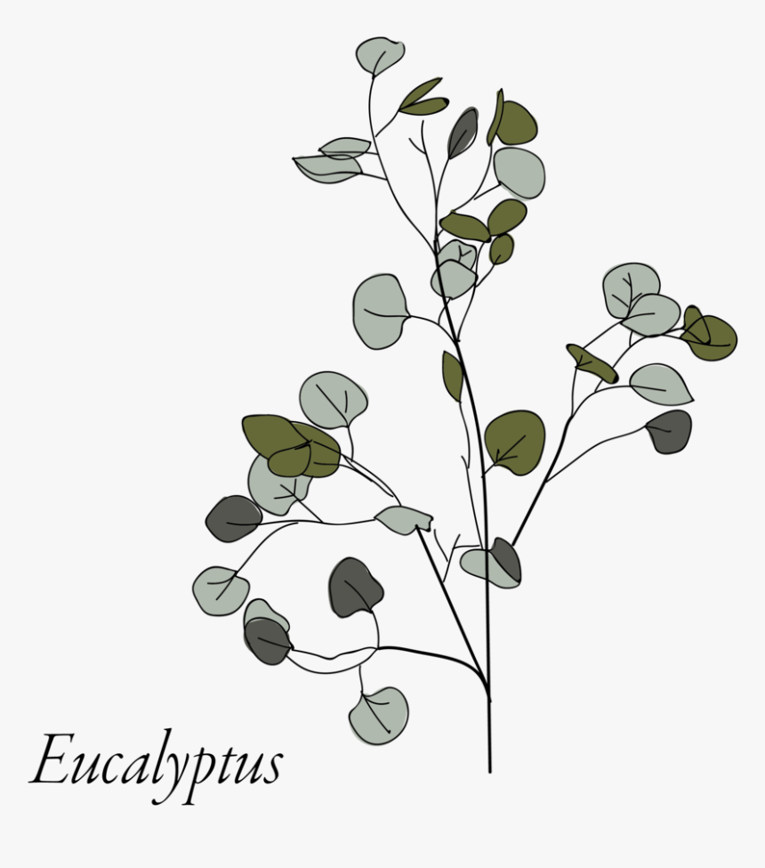 Eucalyptus-05, HD Png Download