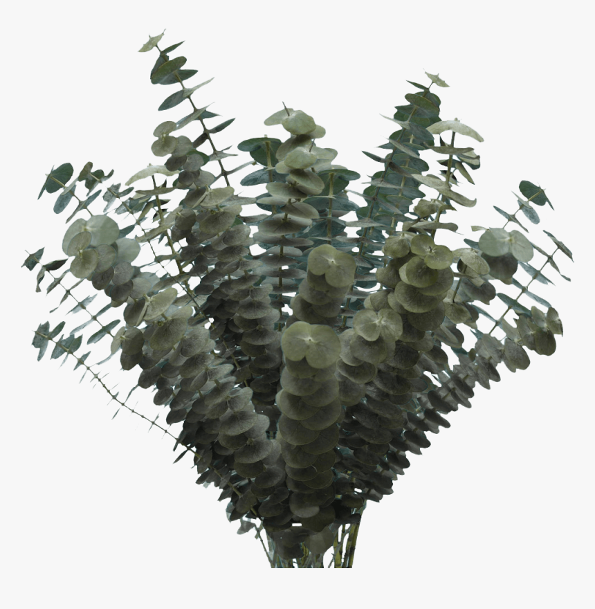 Christmas Tree, HD Png Download