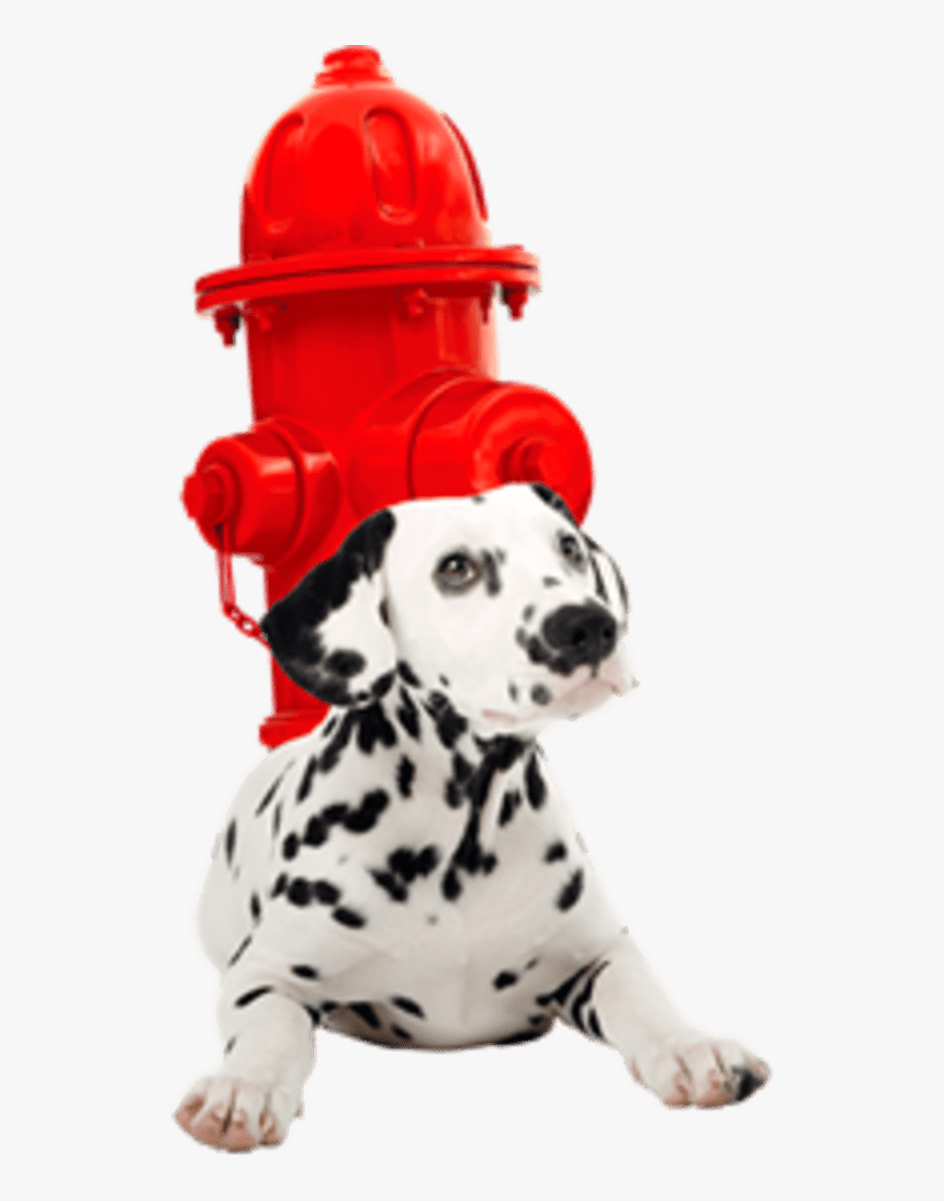 Image Placeholder Title - Dalmatian, HD Png Download