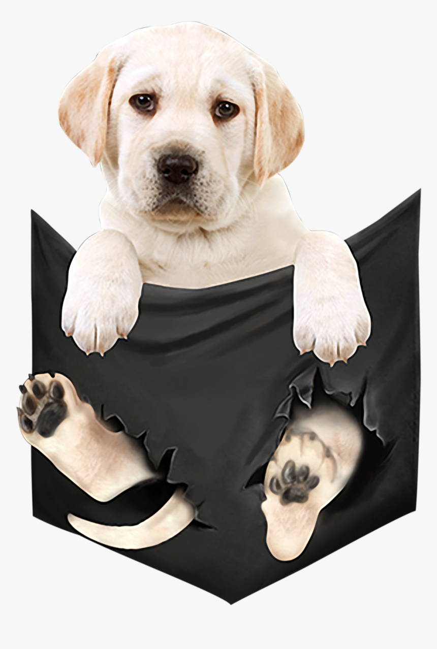 Labrador Retriever, HD Png Download