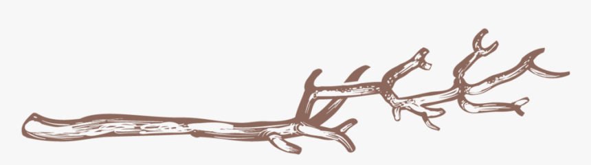 Twigs-10 - Rein, HD Png Download