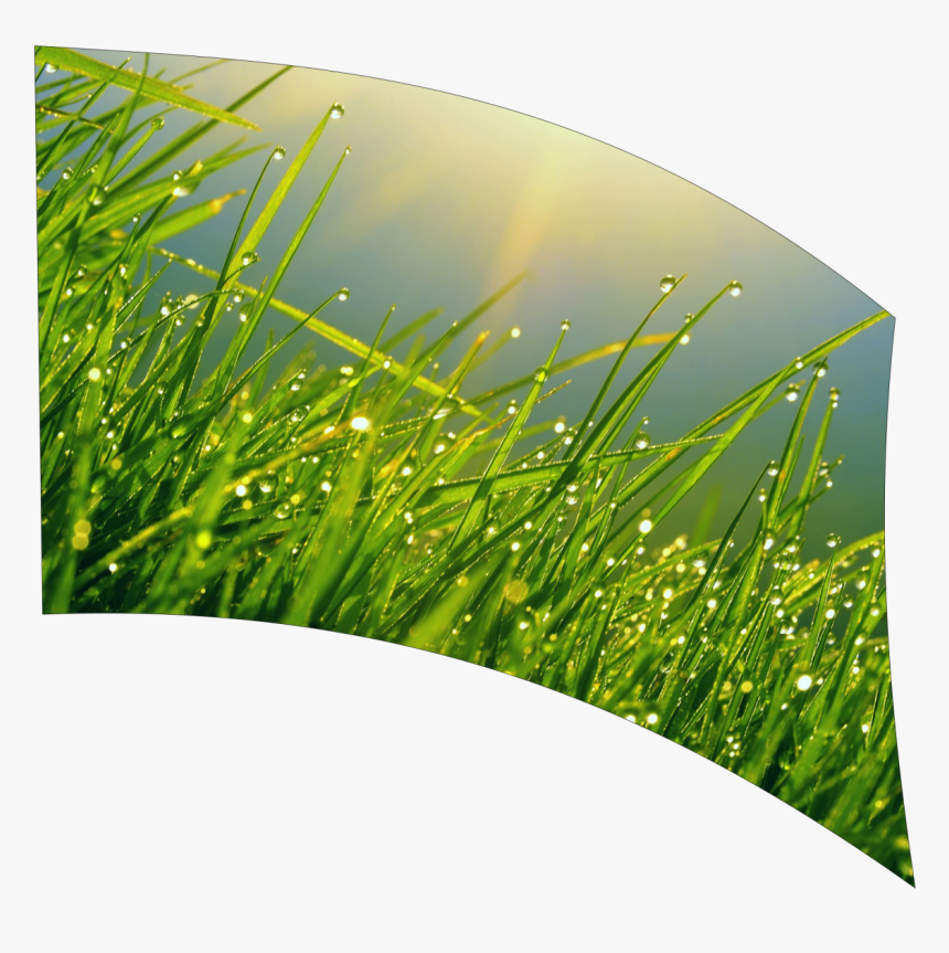 Grass, HD Png Download