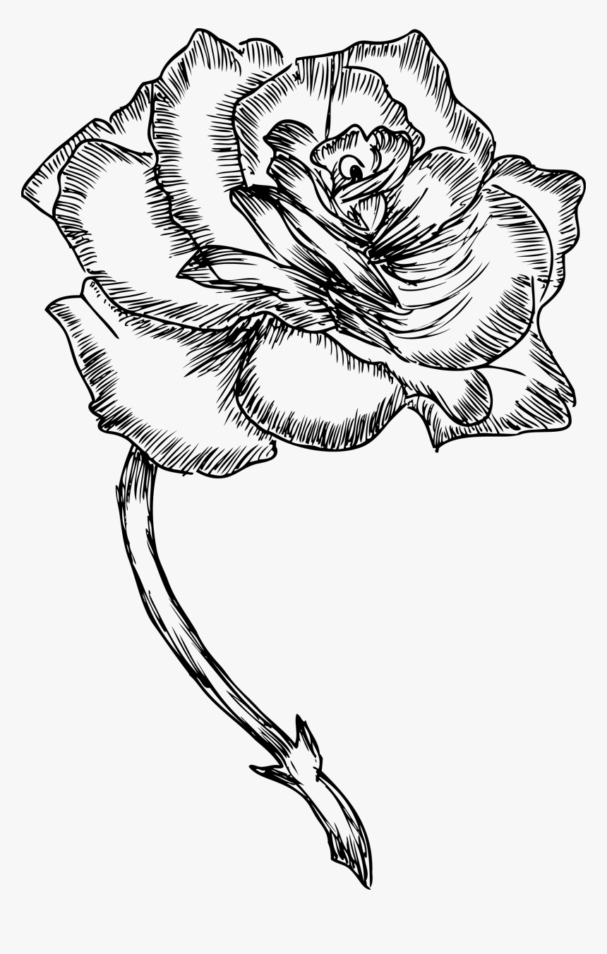 Roses Drawing Png Bw, Transparent Png