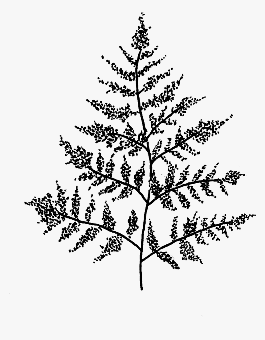 Tattly, HD Png Download