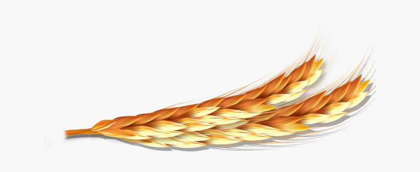 Orange, HD Png Download
