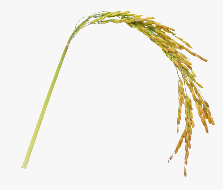 Hierochloe, HD Png Download