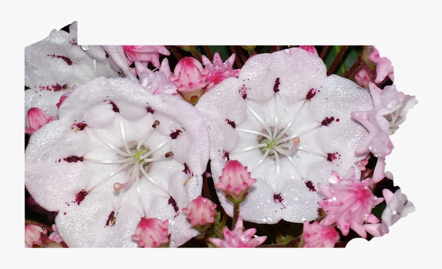 Pennsylvania - Gerbera, HD Png Download