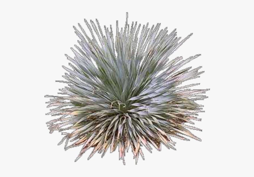 Agave Azul, HD Png Download