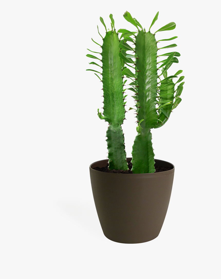 San Pedro Cactus, HD Png Download