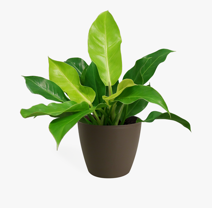 Anubias Barteri Var Nana, HD Png Download